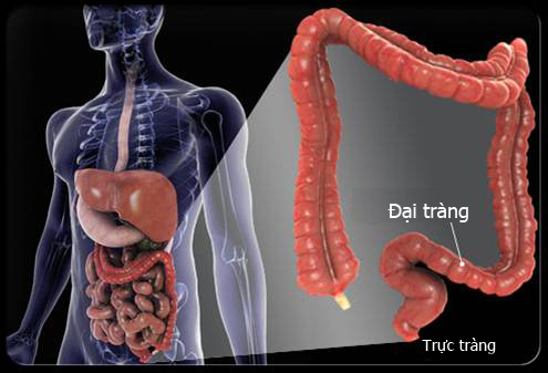 TỔNG QUAN BỆNH LÝ ĐẠI TRÀNG: NGUYÊN NHÂN – TRIỆU CHỨNG – ĐIỀU TRỊ – PHÒNG TRÁNH